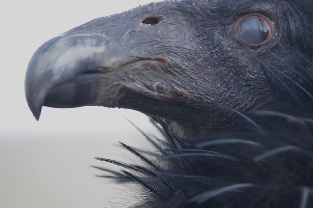 4115acdabe3513dfd496e53d1f09aa23-large