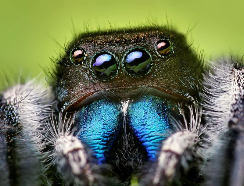 Phidippus_audax_male