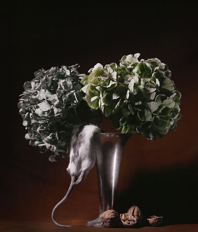 cd18f4b282cd21cd187be76e452bd5c0-large