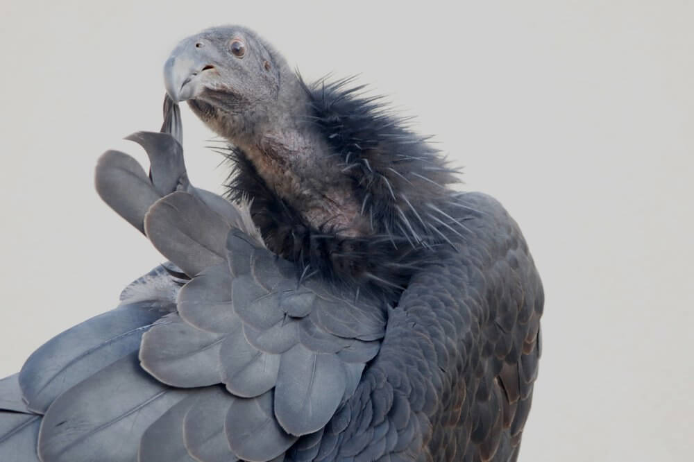 f8e6bc6d7471ca1ac578ffcf7af5d9ac-large