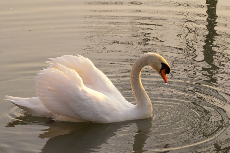 Netcos81, flickr.com