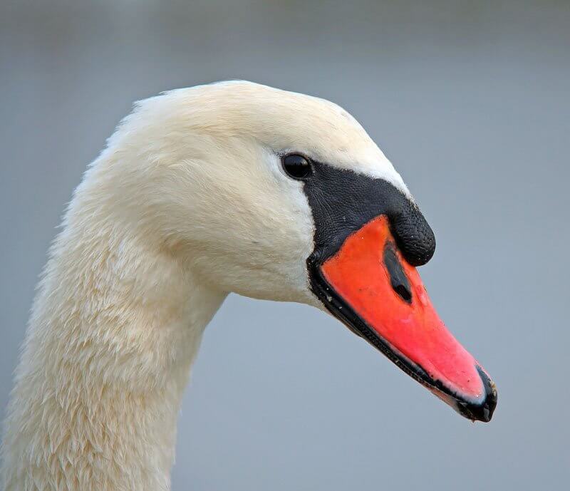 Linda Peall, flickr.com