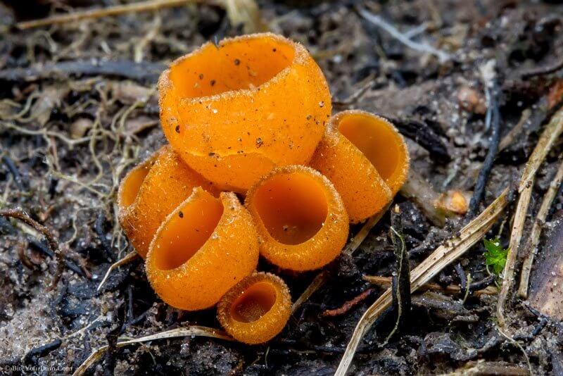 BiteYourBum.com Photography, flickr.com