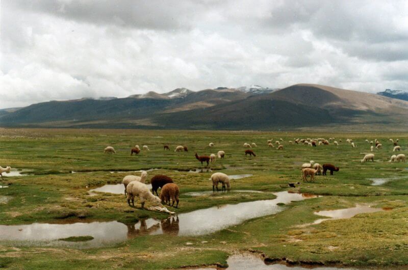 Isabel Orellana Guarello, flickr.com