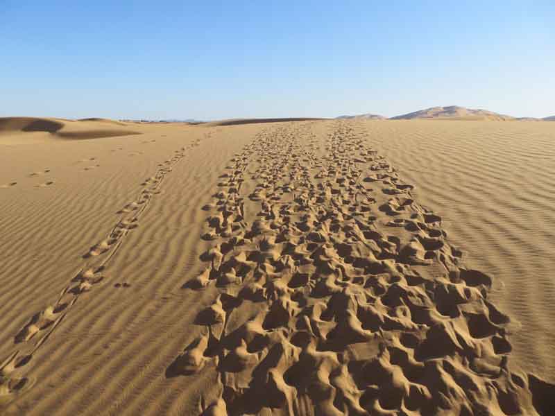 yellow magpie, flickr.com