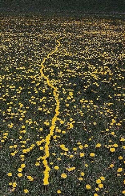 Andy Goldsworthy: Pitypang vonal, pinterest.com