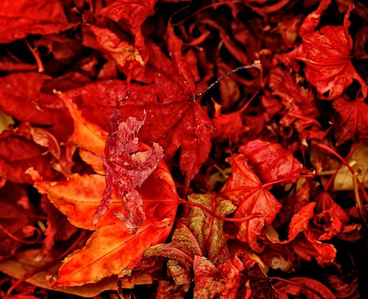 red and orange leaves close-up photography