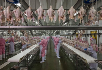 DONKIHÓTE ÉS A CSIRKEGYÁR