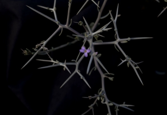 21. SZÁZADI SZÁRNYASOLTÁR, KÖZEPÉBEN RÓZSASZÍNLILA VIRÁGGAL