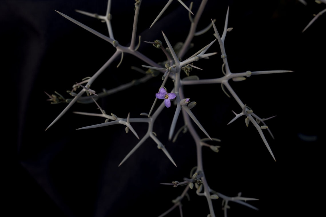 21. SZÁZADI SZÁRNYASOLTÁR, KÖZEPÉBEN RÓZSASZÍNLILA VIRÁGGAL