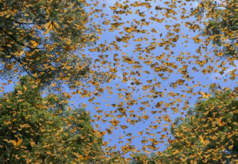 FELSZÁLLNAK-E A LEPKÉIM