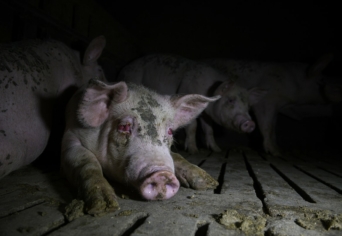 FENNTARTHATÓ A HÚS-ÁGAZAT?