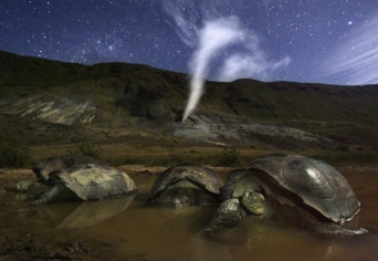 MICHELANGELO, RAFFAELLO, LEONARDO