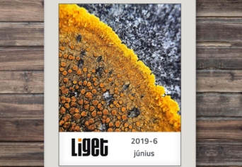 LIGET FOLYÓIRAT | 2019 JÚNIUS