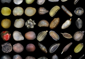 ALKOTÓI PÁLYÁZAT: MAGTÁR