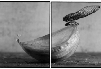 ELŐREHOZOTT TEMETÉS