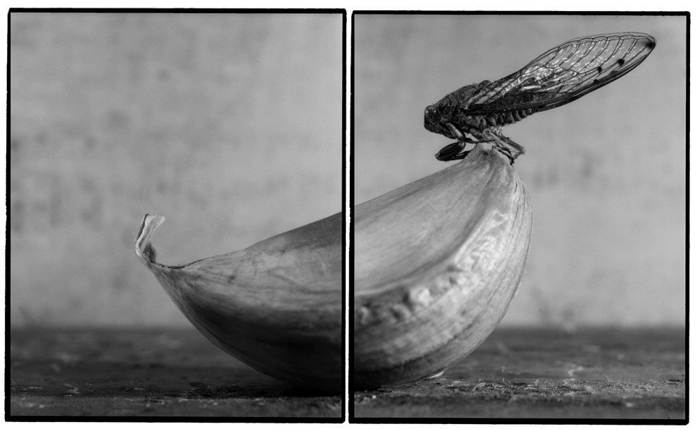 ELŐREHOZOTT TEMETÉS