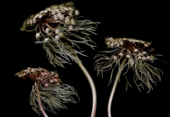 CSARNOK ÍVÉN MÁSZKÁLÓ BOGARAK DICSÉRETE