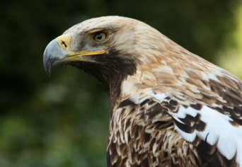 EGY ORNITOLÓGUS NAPLÓJÁBÓL