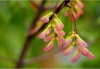 „ÖREGAPÓ LELKE”