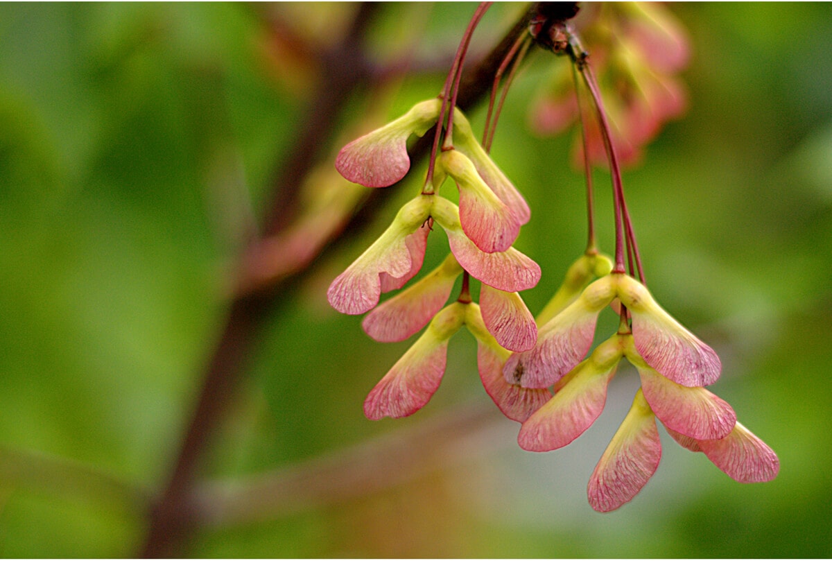 „ÖREGAPÓ LELKE”