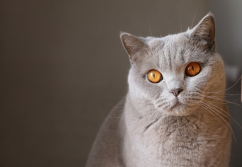 EMLÉKSZEM A MACSKÁKRA