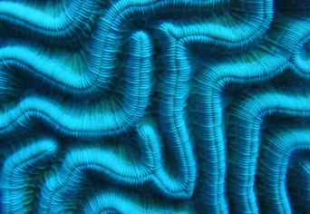 MINT MŰTÉTEK UTÁNI HEG