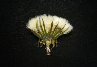 MIRE JÓ AZ ÖKOKRITIKA?