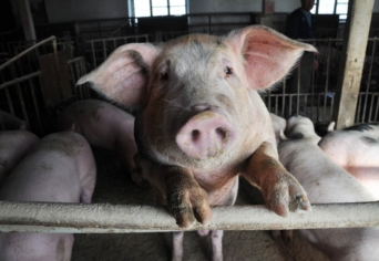 A DISZNÓ ÉS A GYÖNGY