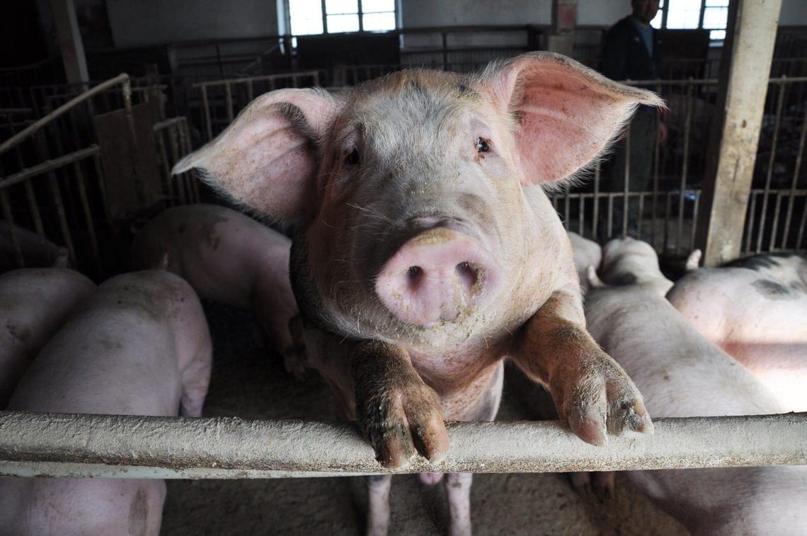 A DISZNÓ ÉS A GYÖNGY