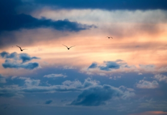 A VÁNDORMADARAK SZABADSÁGA