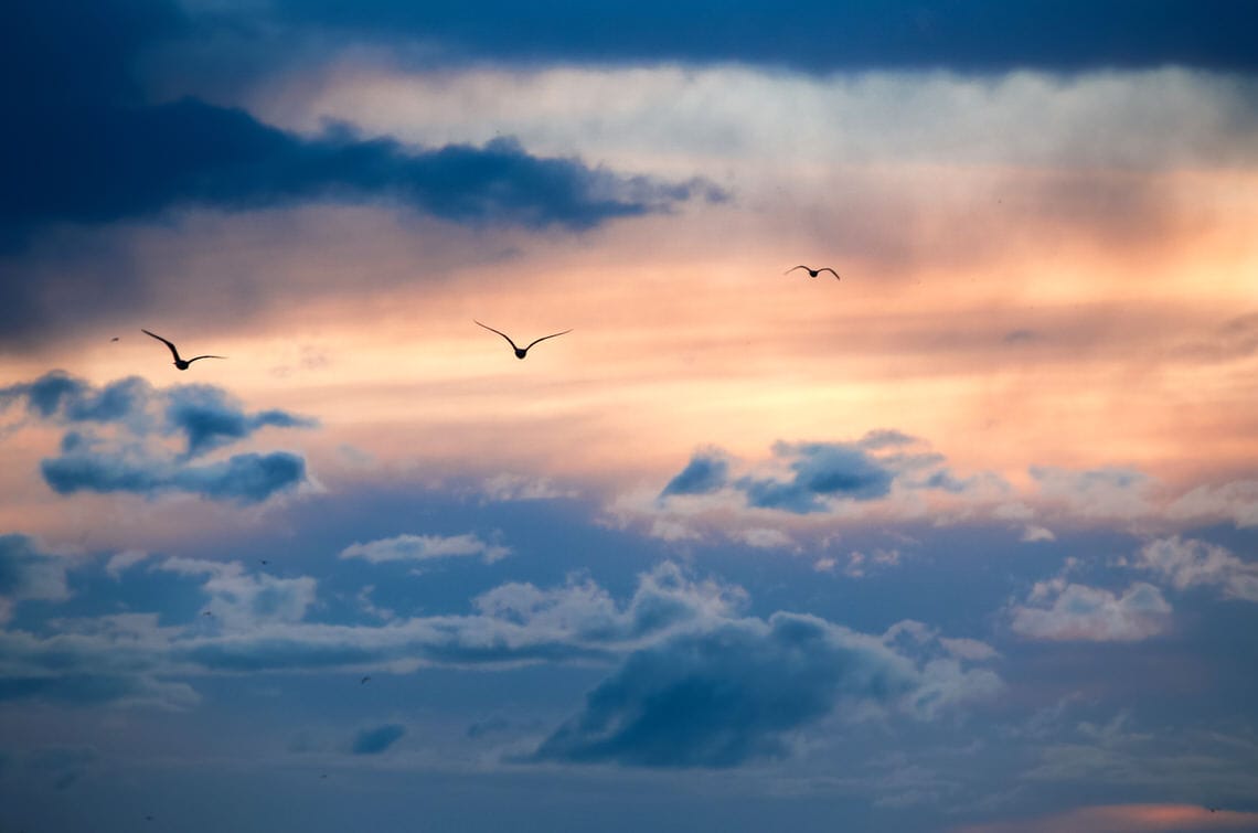 A VÁNDORMADARAK SZABADSÁGA