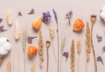 NÉPI IMÁDSÁG – NÖVÉNYEK NEVÉRE