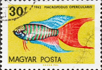 POHÁRBAN A BÉLYEGEK