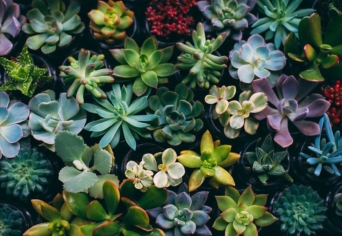 A CSOKOLÁDÉTÓL A VÁNDORLÓ ERDŐKIG