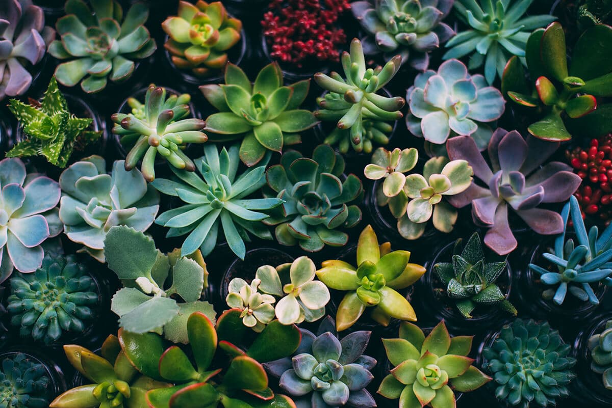 A CSOKOLÁDÉTÓL A VÁNDORLÓ ERDŐKIG