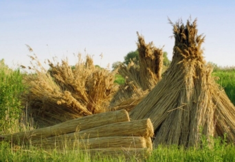 DUNASZENTBENEDEKI LEVÉL