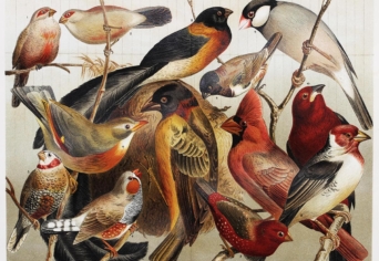 TÖPRENKEDÉS AZ ÁLLATOKRÓL