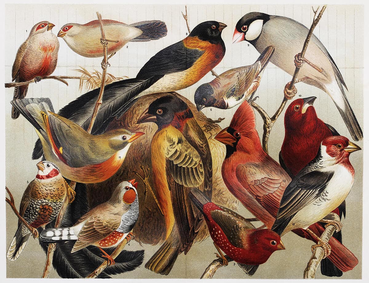 TÖPRENKEDÉS AZ ÁLLATOKRÓL