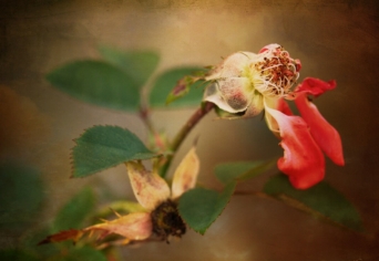 KÉT ÖREG A RÓZSALUGASOKNÁL