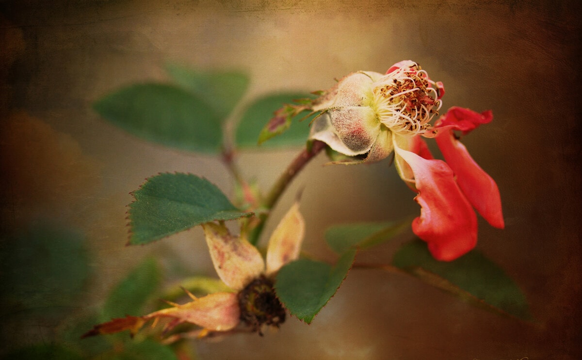 KÉT ÖREG A RÓZSALUGASOKNÁL