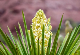 YUCCA GLORIOSA…