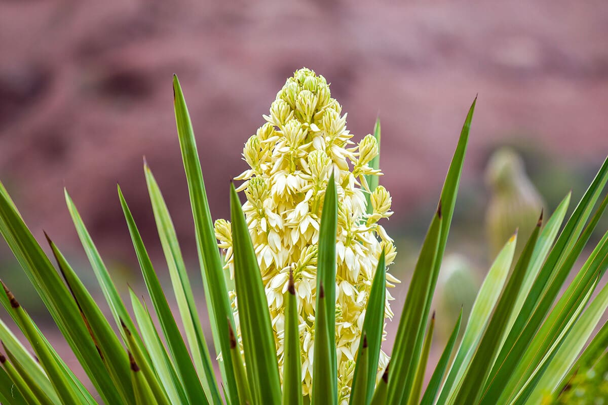 YUCCA GLORIOSA…