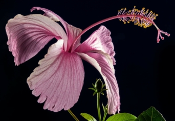 ÁLMATLANSÁGA FEDELÉRE