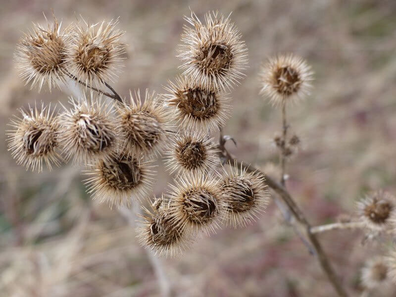 lekvár a vajas kenyérbe