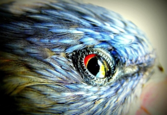 AZ ÁLLATOK HASZNÁRÓL ÉS KÁRÁRÓL