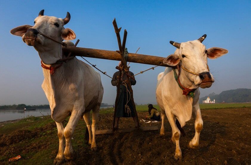 A FEJLŐDÉS PARADOXONA A MEZŐGAZDASÁGBAN