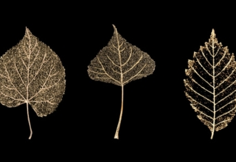 A TERMÉSZET NEVÉBEN