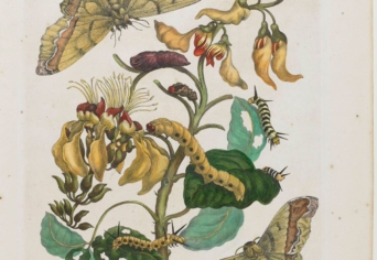 KAFKA ÁLMAIBAN OLVASVA