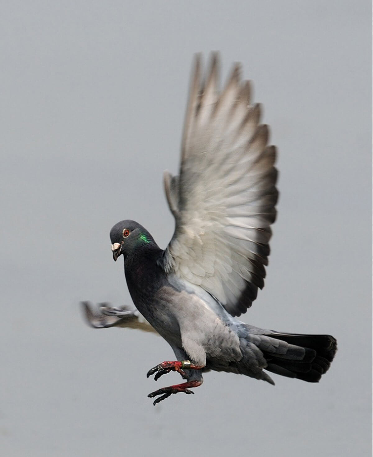 GALAMB A BOSPORUS FÖLÖTT